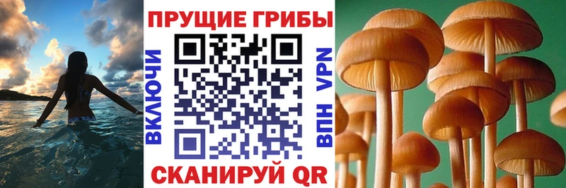 Галлюциногенные грибы Psilocybe  Куртамыш 